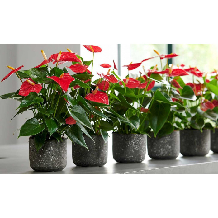 Антуриумы в Зайсане