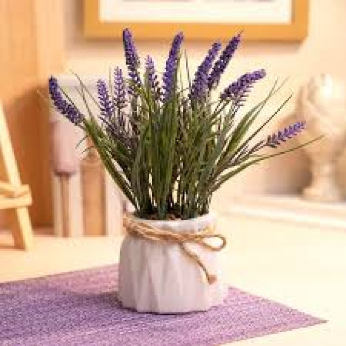 Лаванда в Зайсане