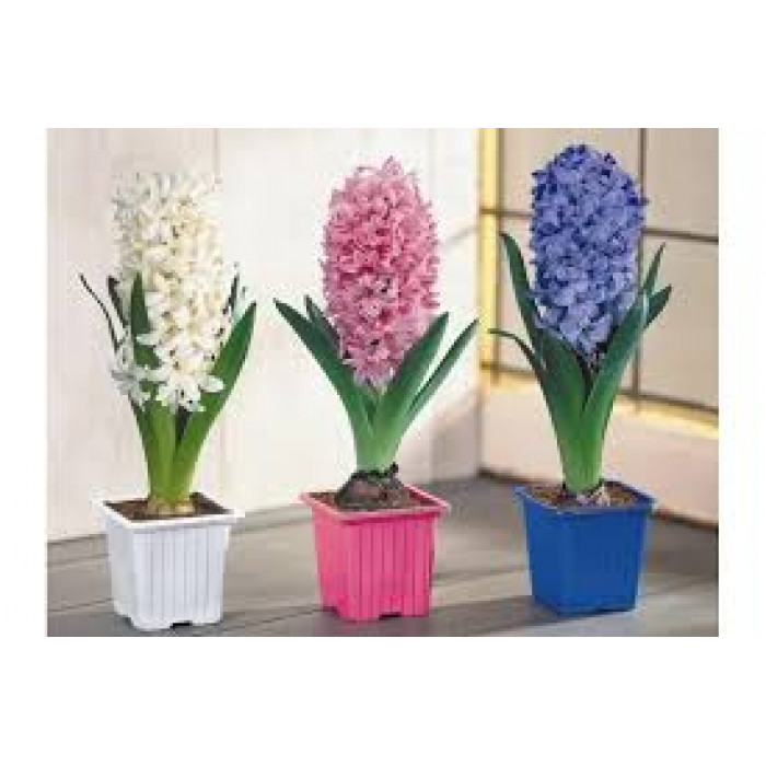 Гиацинты в Зайсане