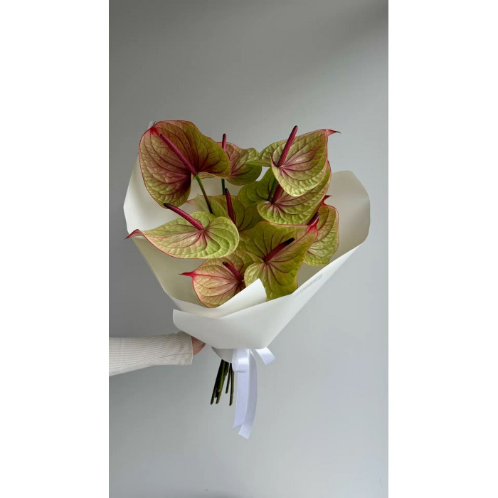 Антуриумы в Зайсане