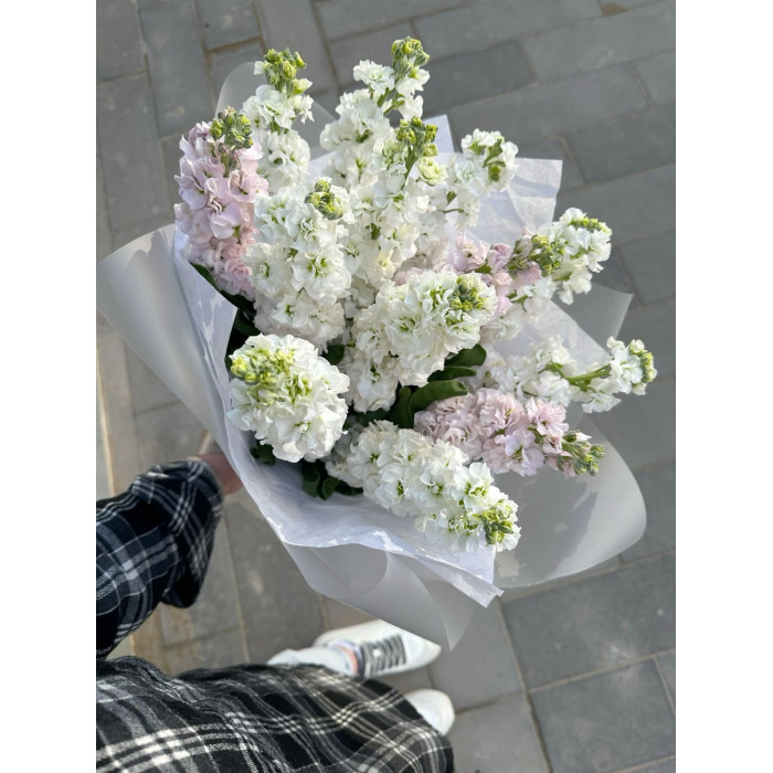 Маттиола в Зайсане