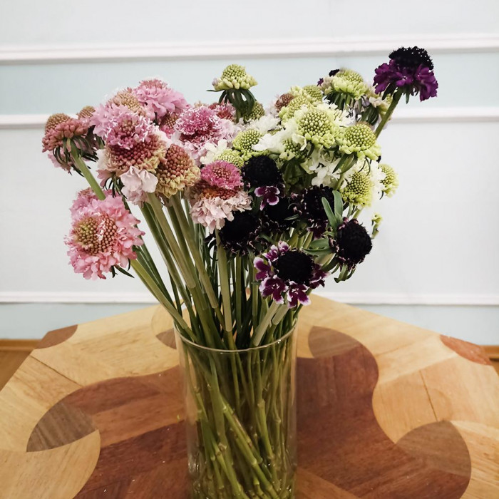 Скобиоза в Зайсане