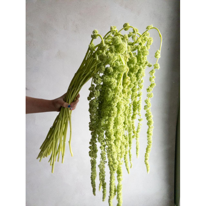 Амарантус в Зайсане