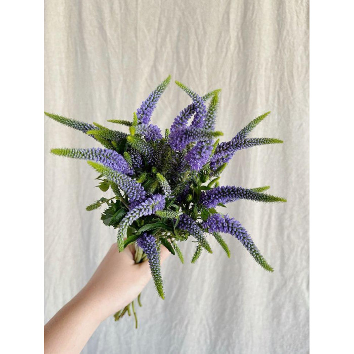 Вероника в Зайсане