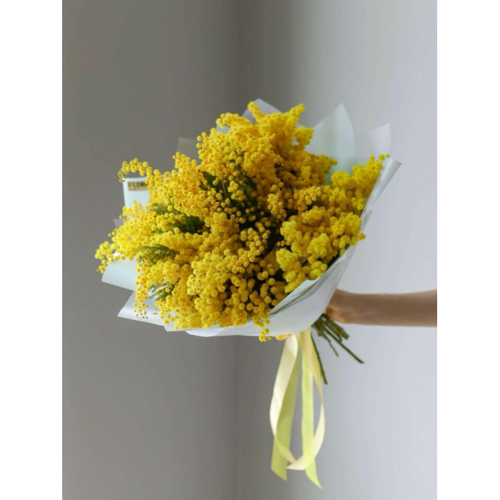 Мимоза в Зайсане