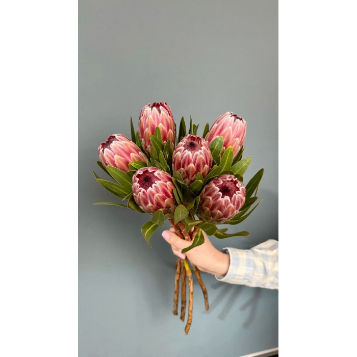 Протея в Зайсане