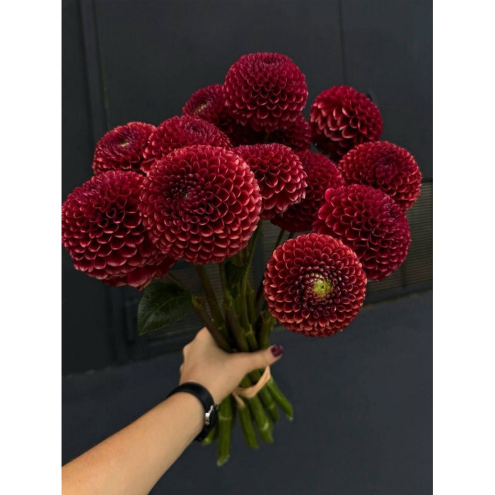 Георгины в Зайсане