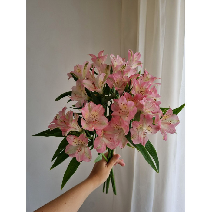 Альпиния в Зайсане