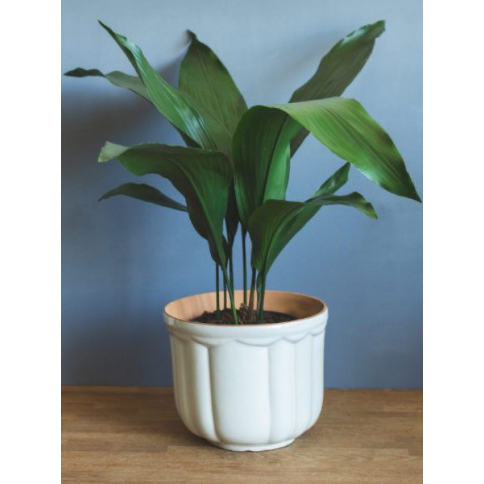 Аспидистра в Зайсане