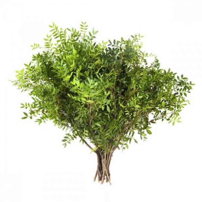 Писташ в Зайсане