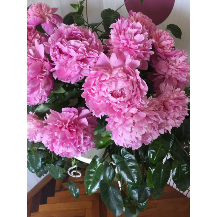 Пион древовидный в Зайсане