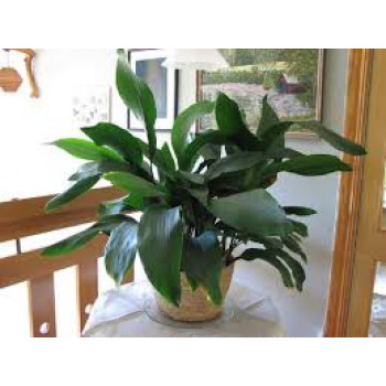 Большой цветок аспидистры