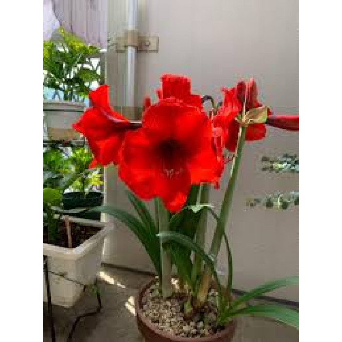 Амариллис в Зайсане