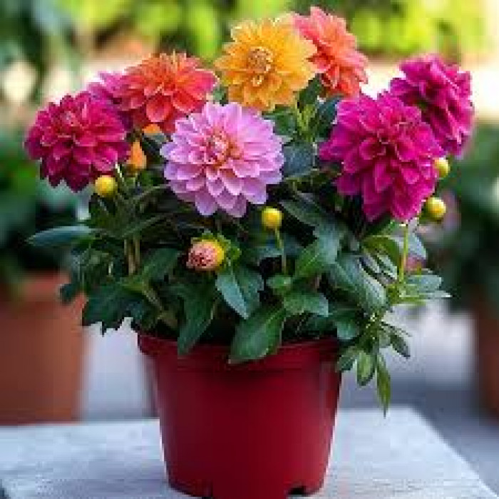 Георгины в Зайсане