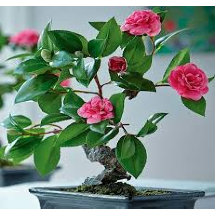 Камелия в Зайсане