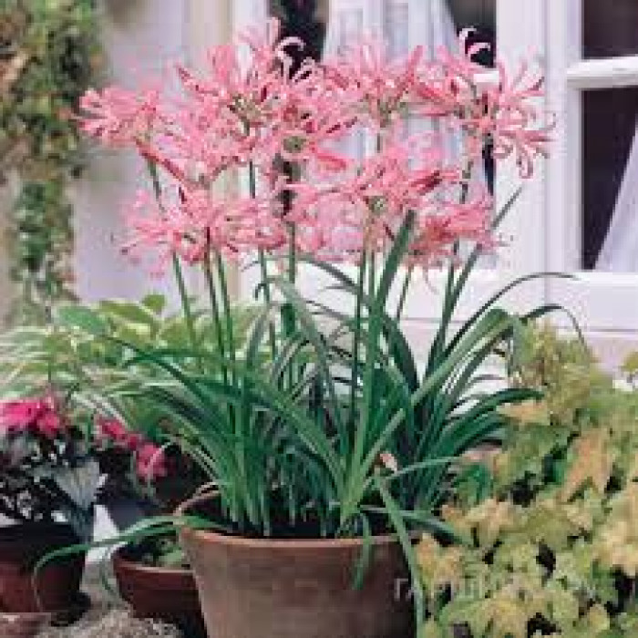 Нерине в Зайсане