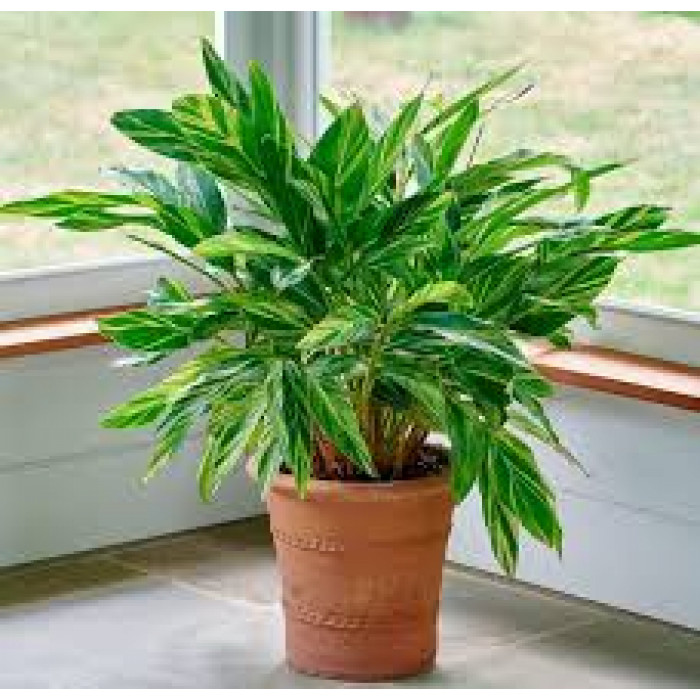 Альпиния в Зайсане