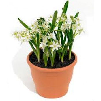 Белый орнитогалум