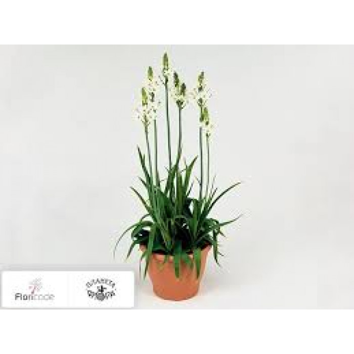 Орнитогалум в Зайсане