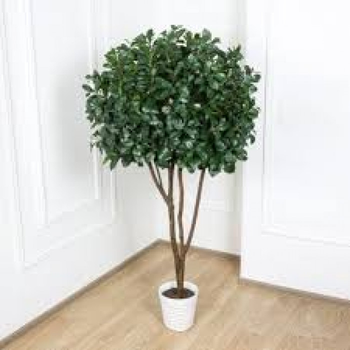 Рускус в Зайсане