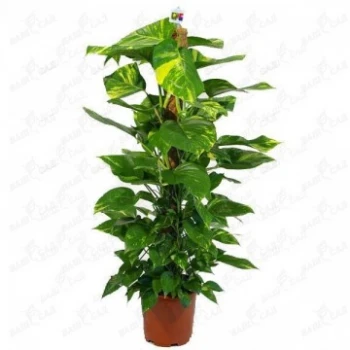 Эпипремнум Эпипремнум