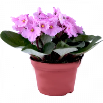 Фиалка Фиалка