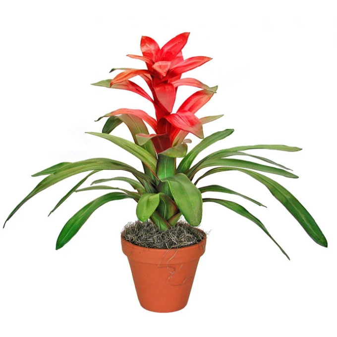 Гузмания Гузмания